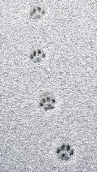cat tracks in the snow oil paint
